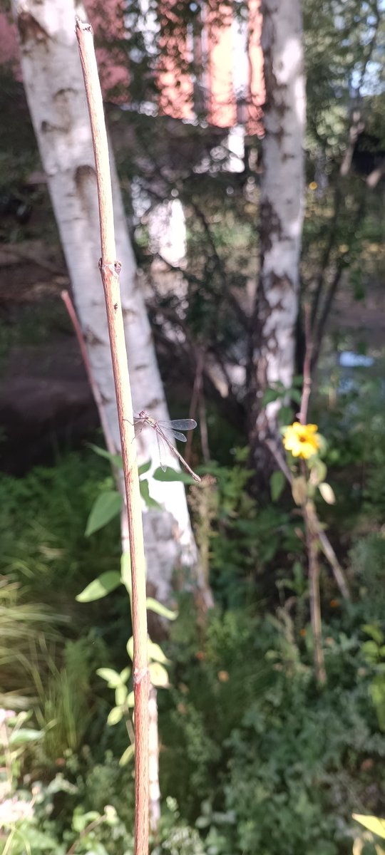 Alexandra Mir Davood Bernal tweet media