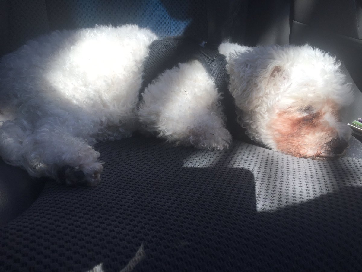 Ted & I spend an awful lot of time waiting around for other people, so I guess an afternoon snooze in the mottled sunlight for my furry best friend is fair enough.

#DogsLife #DrivingUsCrazy #OpportunityCost #Patience