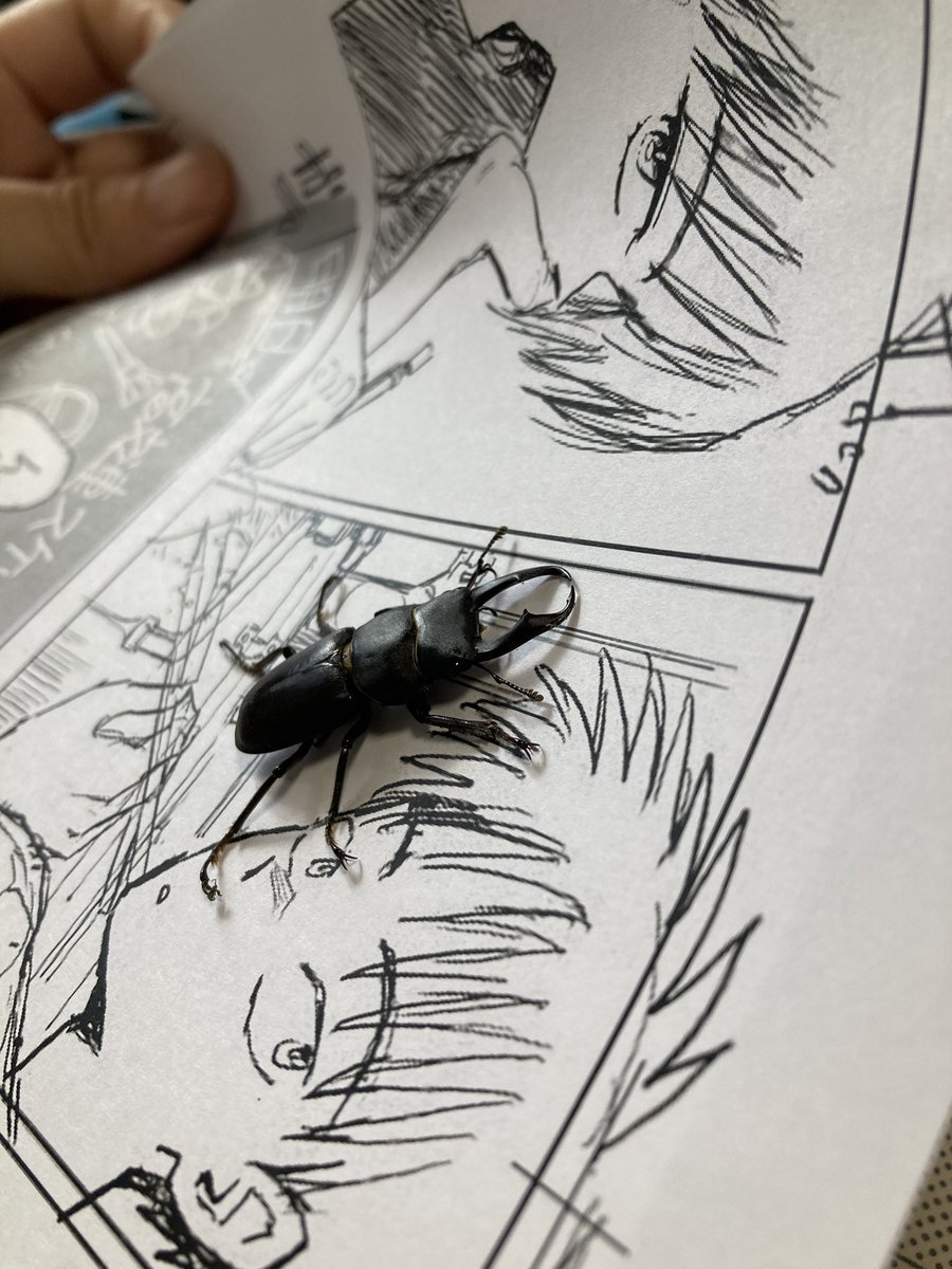 くわがたマン襲来したので原稿できません!