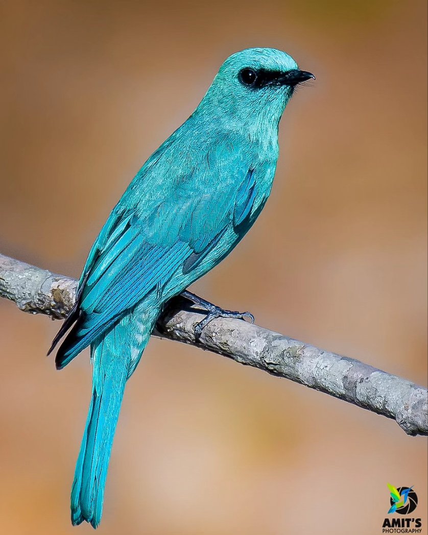 Verdier Flycatcher 

#beauty #birds #earthcapture #birdphotography #BirdTwitter #IndianBirds #NaturePhotography #birdsofindia #BirdsSeenIn2023  #naturelover #natgeo #nikonasia #avibase #birdsofafeather #birds_lover #bestbirdshots #birdsportrait #mydailybird #IndiAves