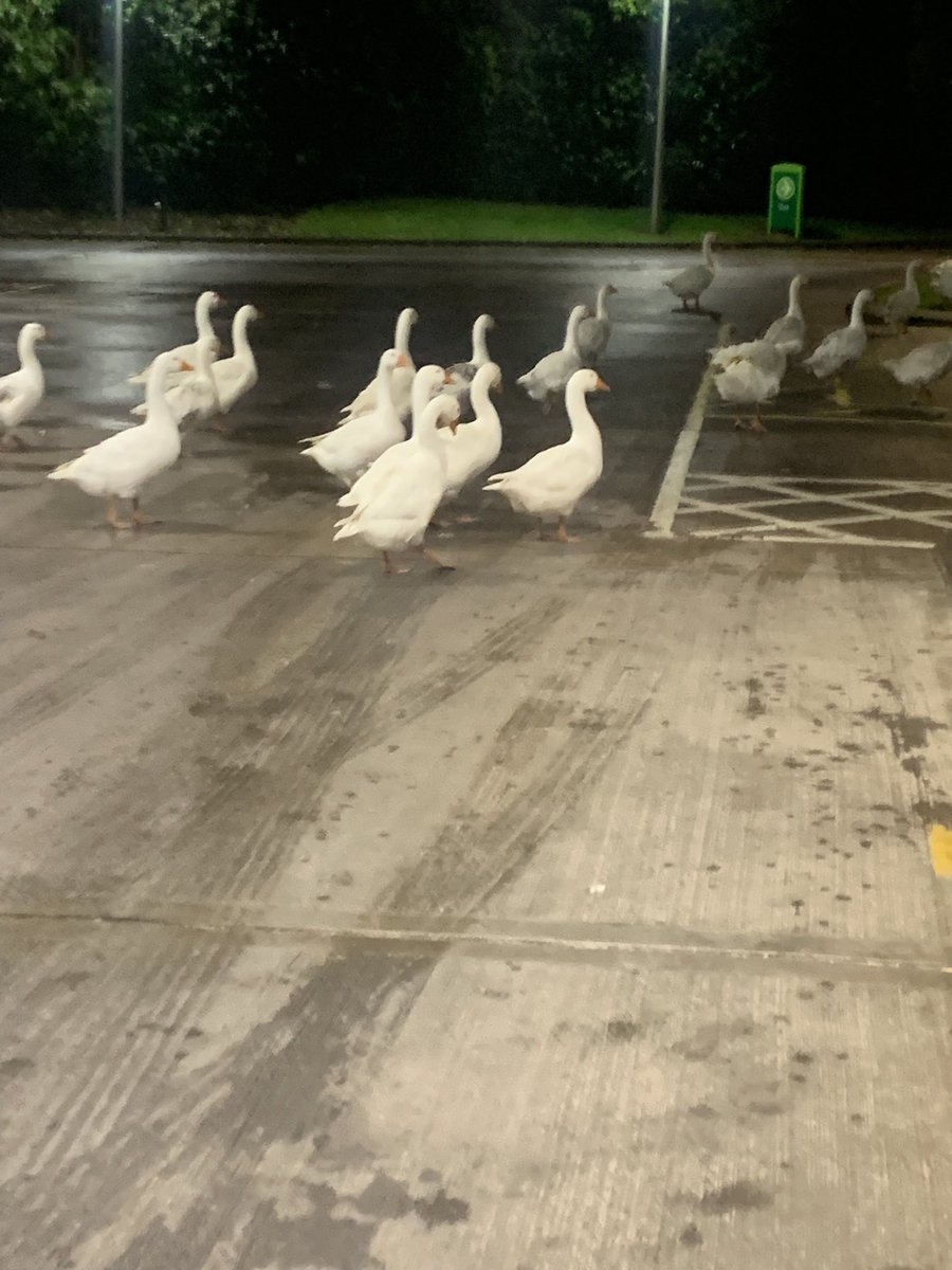 John Connell tweet media