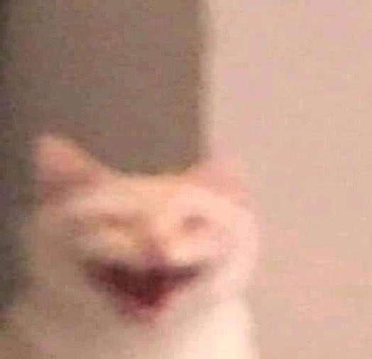 reactjpg's tweet image. laughing cat blurry