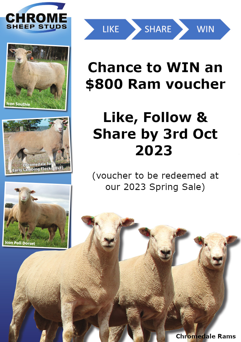 Chrome Sheep Studs tweet media