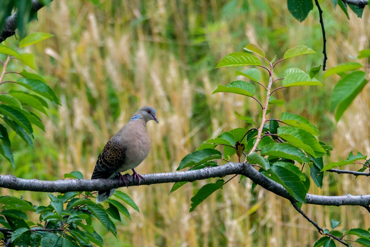 Oriental Turtle Dove

#dove #spotteddove #pigeon #birdphotography #birding #nature #naturephotography #naturelover #IndiAves