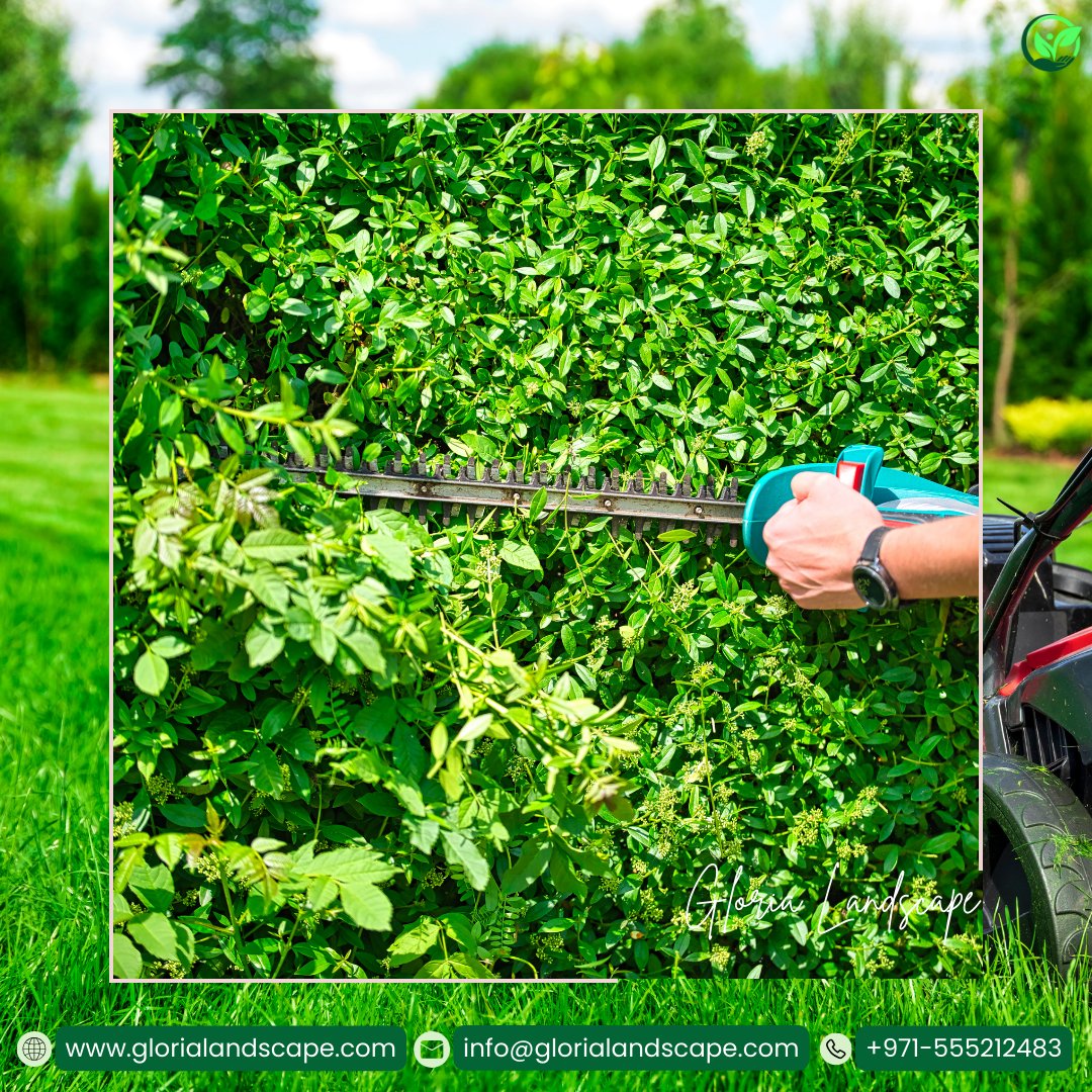 Gloriascape's tweet photo. Shape and rejuvenate your bushes with our expert pruning techniques. We provide in UAE. 

Dial +971 5-552-12483 or email info@glorialandscape.com for healthy, thriving bushes. 

Explore more at https://t.co/5C8DtFsMfO

✂️ #BushTrimming #GardenCare
#UAELandscaping #DubaiGardens https://t.co/PRUlMtWDkq