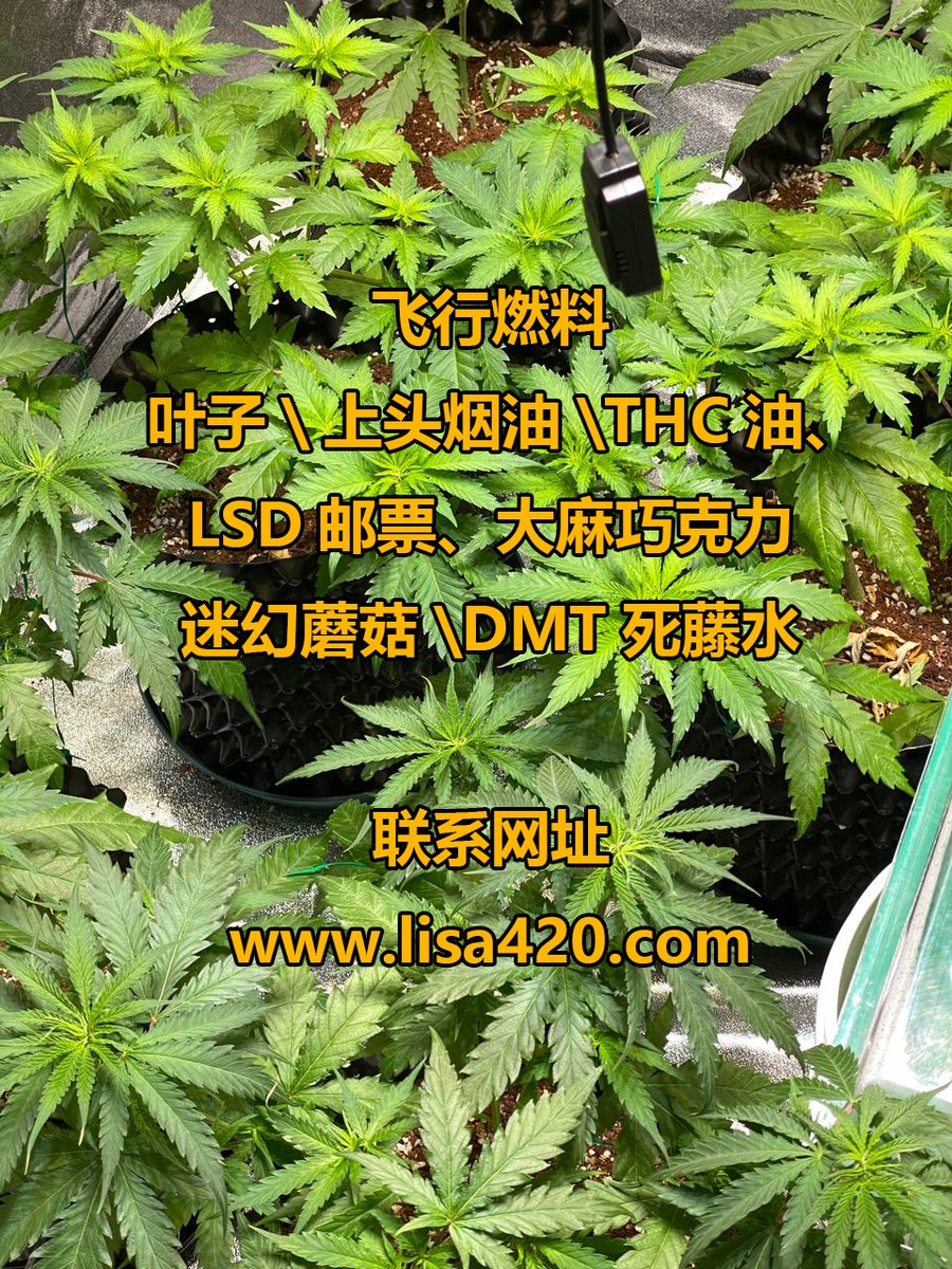 AnnaDobson84141's tweet photo. 致rapper：少点bitch、money、多点real、weed7 Smoke Weed Is Good For You 7 我的梦想是成为一名说唱艺人，每天都可以抽着大麻，而你呢？ 来点杂草！ Wiz Khalifa 呼吁 Kanye West 多抽点大麻 https://t.co/MuiQRJO0lj