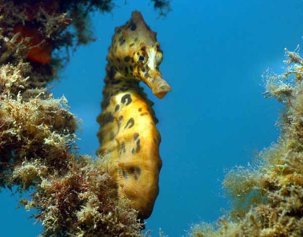 Too many snacks over the weekend? You might be looking like the Bigbelly seahorse 🤰😮. These funny creatures live in shallow seagrass and deeper sponge gardens - you'll spot them throughout our South-east network of marine parks. ↘️ #MarineMonday 📸 Credit: Richard Vevers