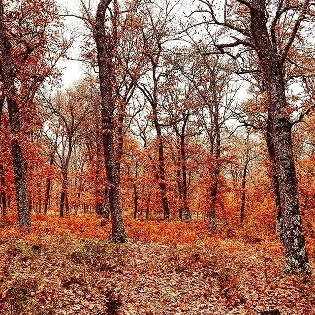 CyLEsVida's tweet photo. El Cabaco, Sierra de Francia, Salamanca
📷 Instagram: @trisha_pa https://t.co/hKOaRwgzFK