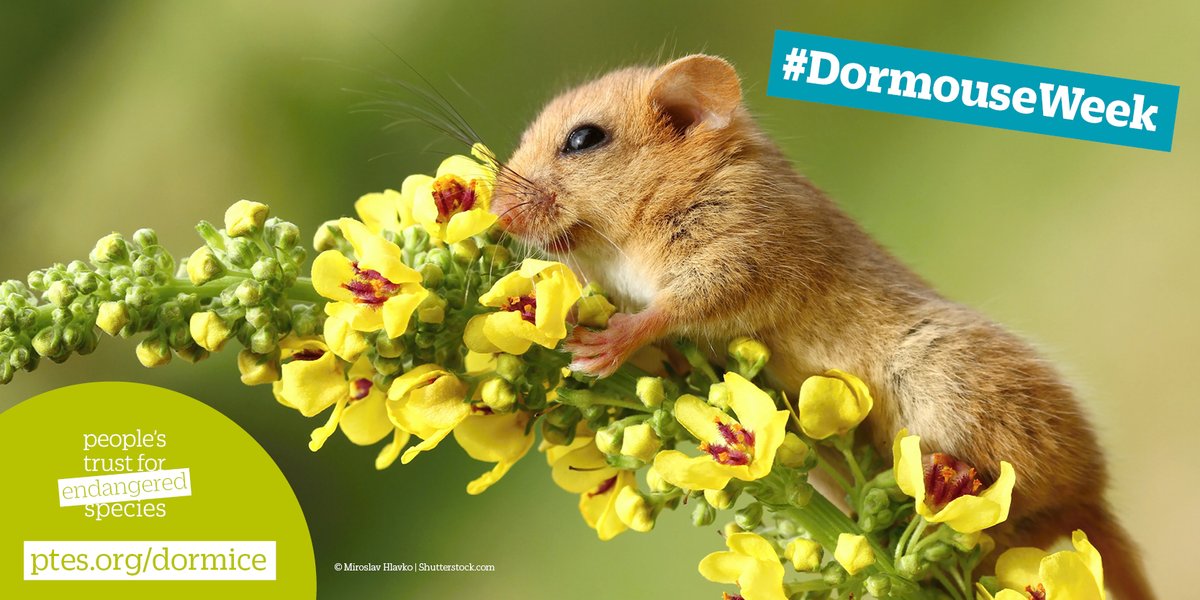 It's #DormouseWeek! 🐭 Join us as we celebrate our native hazel dormouse. We'll also be celebrating its worldwide cousins! Help us spread the word this week and share what you love about hazel dormice 💚 📸M Hlavko, Shutterstock