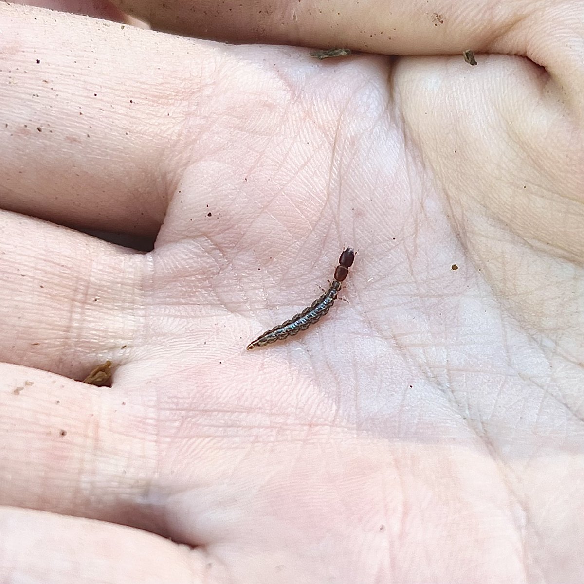 Today I’ve caught my first snakefly larvae and this folk can bounce backwards!  #TIL