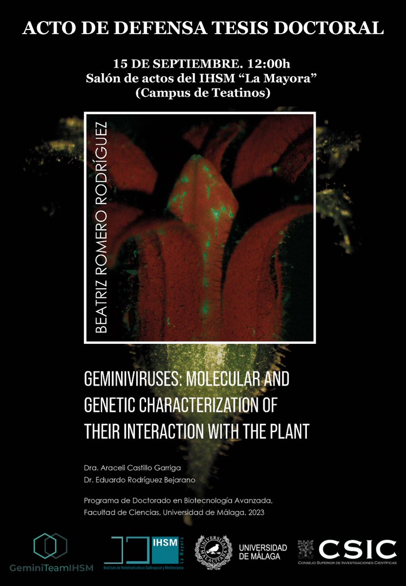 IHSM_CSIC_UMA's tweet photo. 🎓 Este viernes 15 de septiembre nuestra doctoranda Beatriz Romero (@Bearomerod) defenderá su tesis doctoral titulada "Geminiviruses: Molecular and genetic characterization of their interaction with the plant" 🌿

🕐 A las 12 horas

📍 Salón de actos IHSM La Mayora (Teatinos) https://t.co/3PpNpNceVN