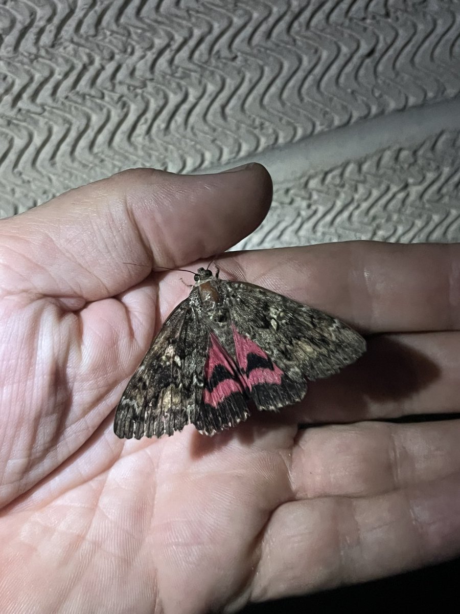 Huntingdonshire Fauna & Flora Society (@fauna_flora1948) on Twitter photo One of our members <a href="/michaelmas79/">Mike Drew</a> had a moth trap out Saturday evening in there garden & was very surprised with this Dark Crimson Underwing! GB status: Nationally Rare! You never know what turns up in a garden. Fab record <a href="/michaelmas79/">Mike Drew</a>
<a href="/bc_cambs_essex/">BC Cambs and Essex</a> <a href="/savebutterflies/">Butterfly Conservation 🦋</a> One of our members <a href="/michaelmas79/">Mike Drew</a> had a moth trap out Saturday evening in there garden & was very surprised with this Dark Crimson Underwing! GB status: Nationally Rare! You never know what turns up in a garden. Fab record <a href="/michaelmas79/">Mike Drew</a>
<a href="/bc_cambs_essex/">BC Cambs and Essex</a> <a href="/savebutterflies/">Butterfly Conservation 🦋</a>