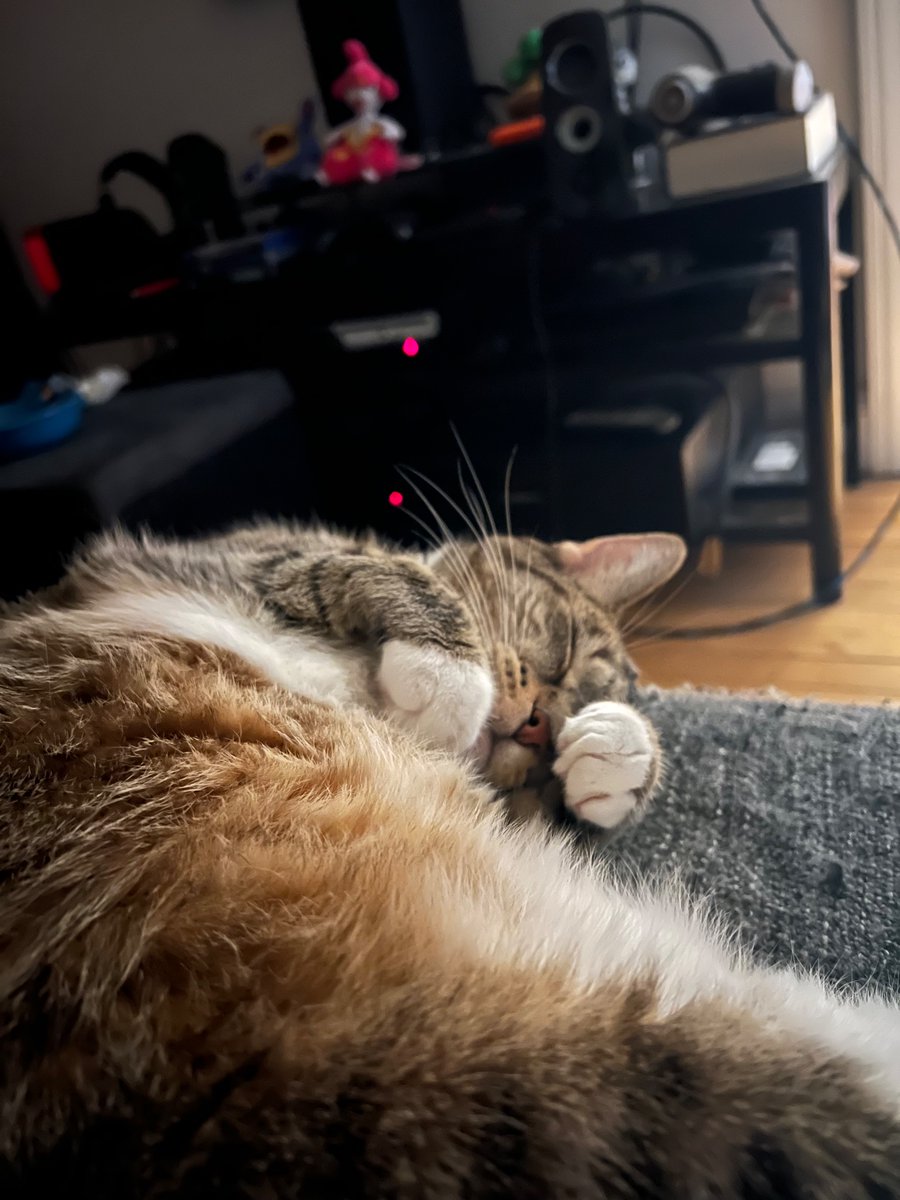 feels intentional when cats do this shit