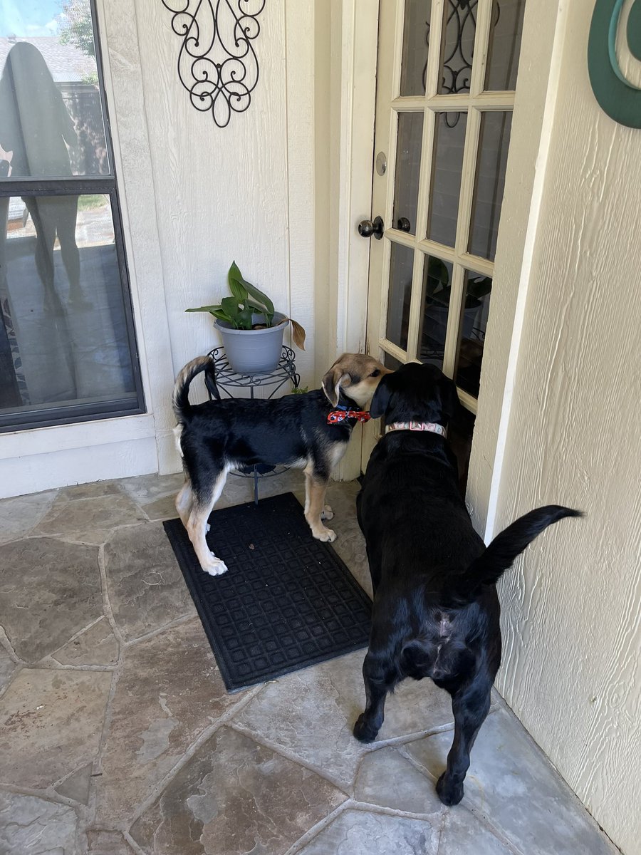 ca1tlynvictoria's tweet image. Update: my baby is growing :,) #puppymom