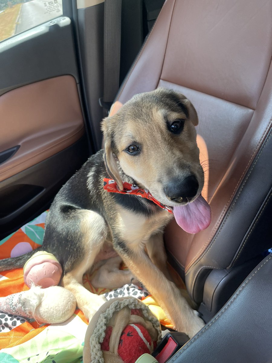 ca1tlynvictoria's tweet image. Update: my baby is growing :,) #puppymom