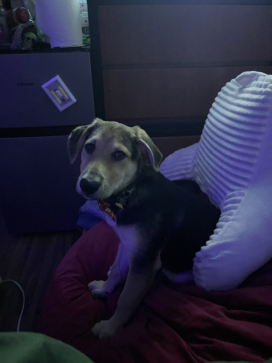 ca1tlynvictoria's tweet image. Update: my baby is growing :,) #puppymom