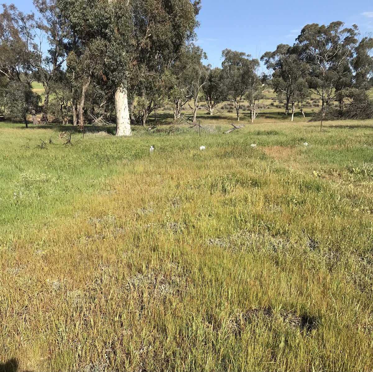 4FarmersBill's tweet image. Very exciting result with 1.5 L/ha of glufosinate on mature ryegrass at York by #DavidBowran with 100 mL/ha of #carfentrazone (L photo). This is very encouraging. For #firebreaks where #ryegrass has escaped #glyphosate then lift the glufos to 3 L + carfentrazone + 1 L Amitrole.