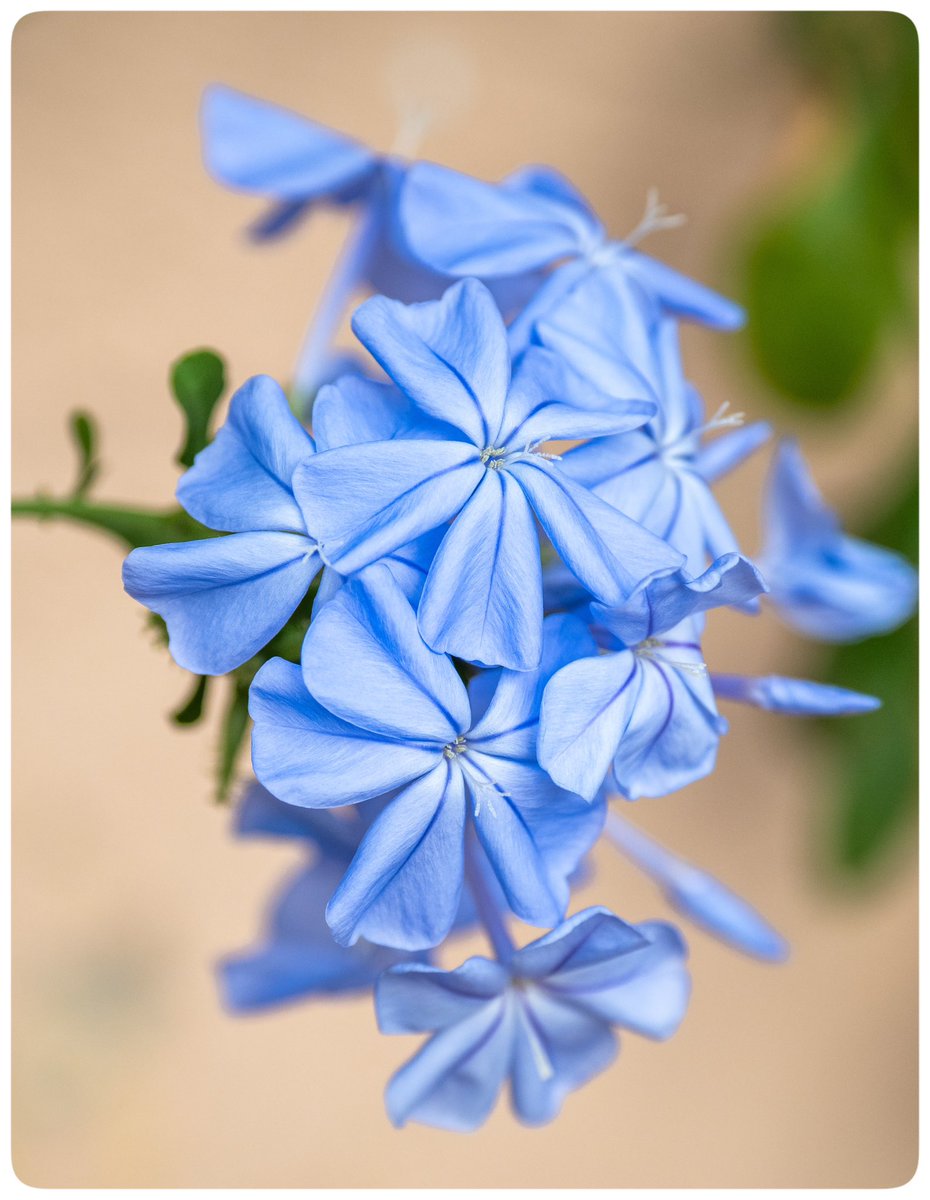 jamesbolton2222's tweet photo. This flower is called “leadwort”, the name really doesn’t lend itself well to how pretty it is. Taken yesterday at @scampston #flowers #leadwort #blueflowers #olympusphotography https://t.co/SF8Z5JDxJB