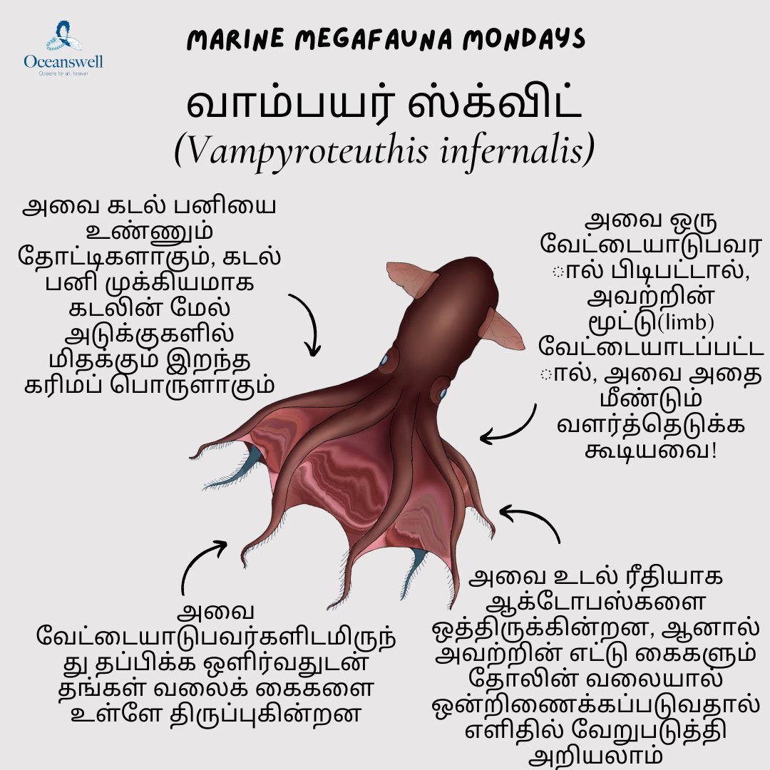 Vampire squid are small cephalopods (the family that includes Octopus) that have eight arms linked together by webbing. Living at extreme depths of 3000m, they are adapted to live in resource poor environments. Check out this weeks #marinemegafaunamonday to learn more!