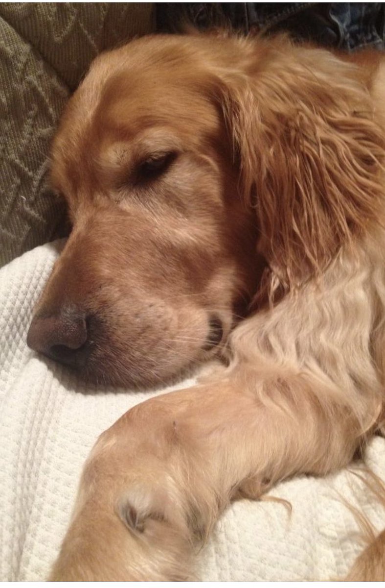 momomel's tweet photo. @Phil_Sledge Cooper https://t.co/RQsAse3D0d