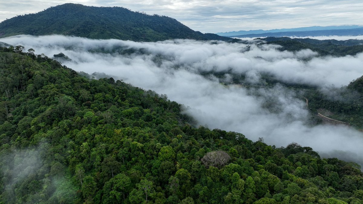 KKI Warsi tweet media