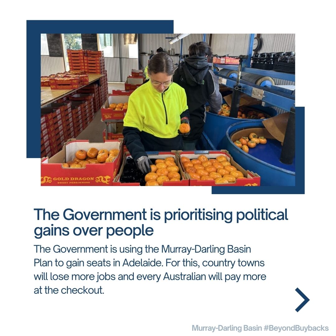 Buybacks so far have cost small towns in the southern Basin more than 3100 FTE jobs across farming, processing, service industries and small business. More buybacks from <a href="/AlboMP/">Anthony Albanese</a> Gov mean more jobs lost, less food grown at higher cost, and higher food bills at the checkout #auspol