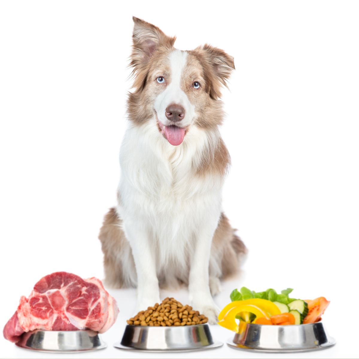 bordercollie_my's tweet photo. ๐พ Is your Border Collie getting the right nutrition?
Raw food vs. kibble - Which is better?
Find out in our comprehensive guide! ๐๐ #DogNutrition #BorderCollies #RawVsKibble #rawfeed #dogfood #kibble
https://t.co/hPLOI4DUBU https://t.co/liXijeas2K