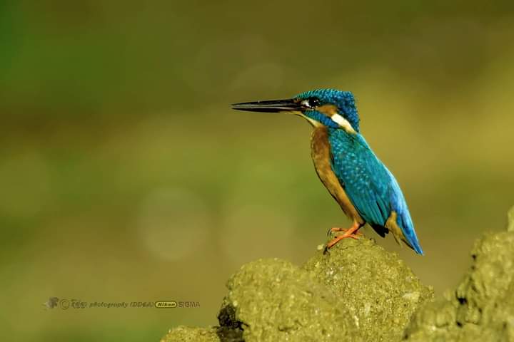DeDhilip's tweet photo. This is for sale. If interested please contact me and No NFT system as well. 

Journey Through Wilderness-Trail That Never End
Common Kingfisher 
Photograph by - ©️Dhilip de Alwis
Location - Ceylon 
All photographs published recently here are from my old collection. https://t.co/RC9H20mykj