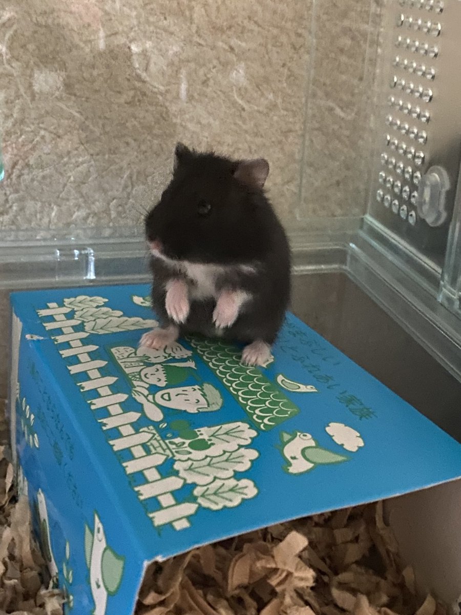 yura_yusura's tweet photo. 昨日はゴマちゃんと暮らし始めて一年でした🎂これからも元気でいてね🐹 https://t.co/abu6pHLrjH