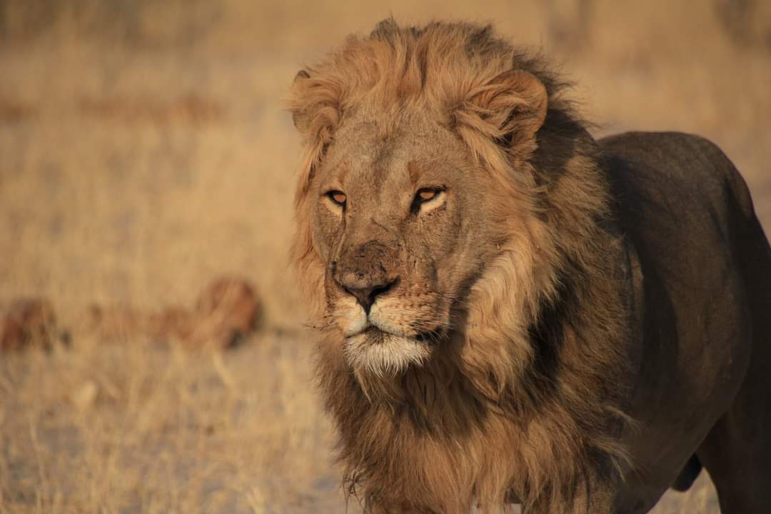 Ready for some "pawsitive" vibes from Botswana's coolest cats? Get ready to chuckle and "lionize" these furry royalty! 

Join us on a wild ride into the Kalahari in 2024, where the Botswana Lion is the true star. 
 #BotswanaLions #KalahariComedy #lelobusafaris
