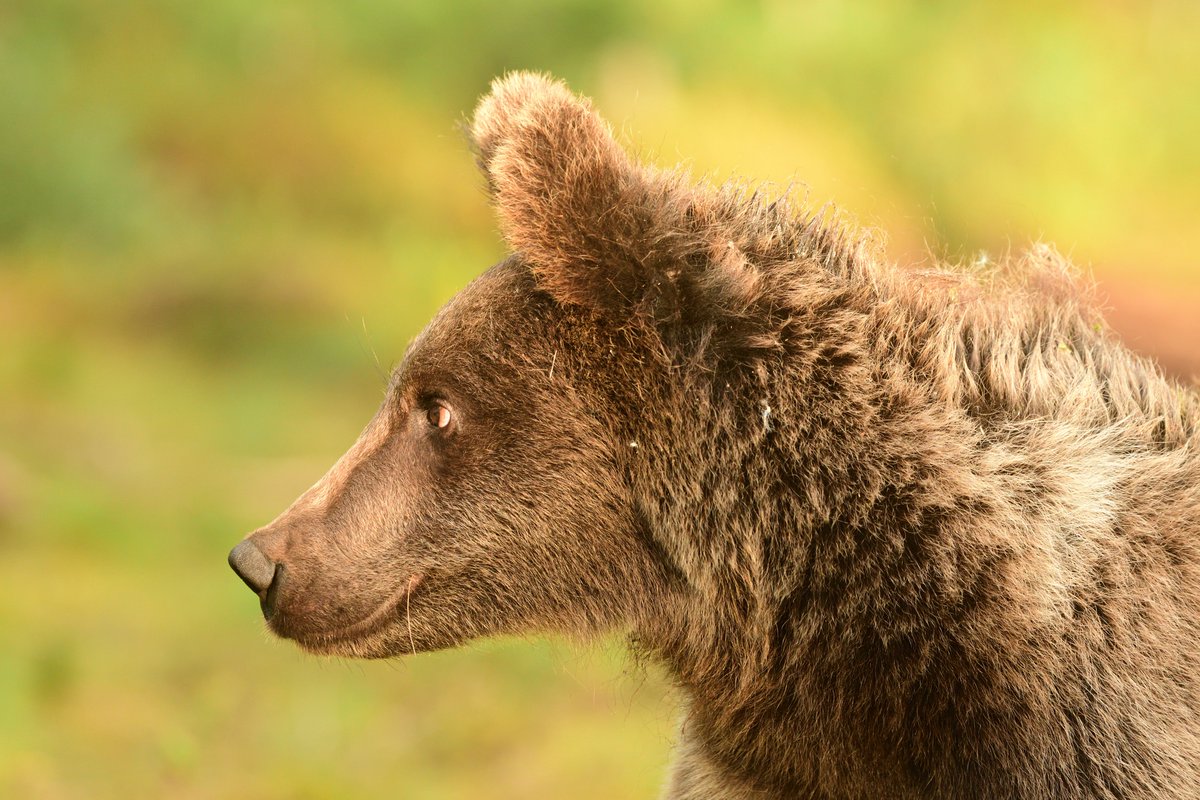 Bear Necessities. From a recent bear watching trip in Finland. The brown bear is the largest predator in Europe, and there are approximately 2,000 Brown Bears in Finland, it is Finland's national animal.