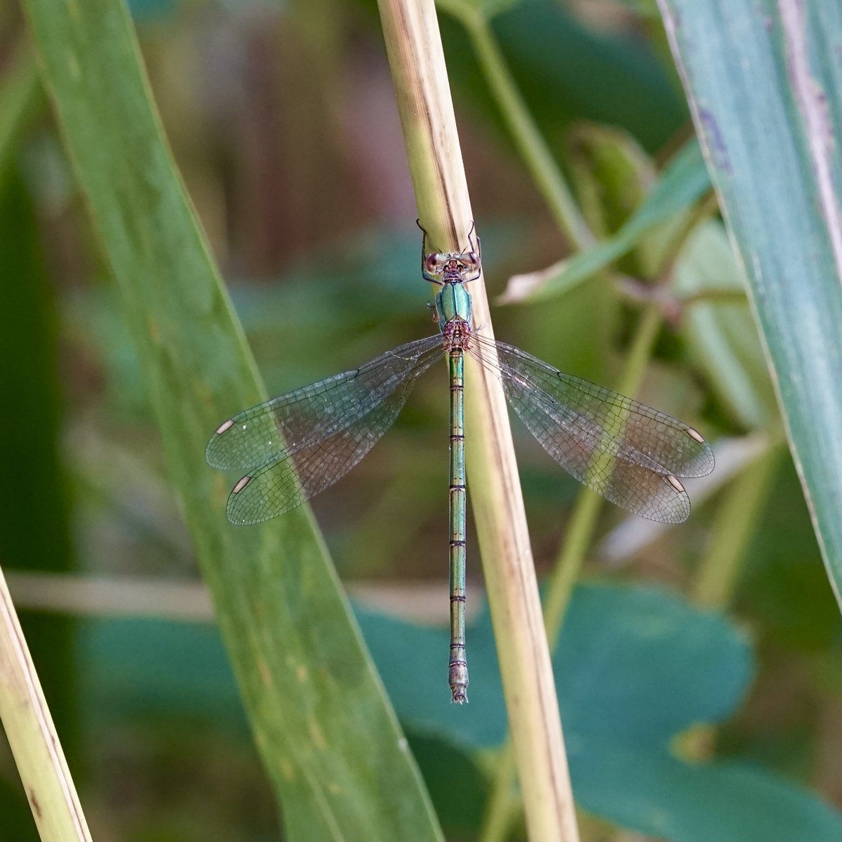 thomas_buechner's tweet photo. Chalcolestes viridis
Westliche #Weidenjungfer
Western Willow #Spreadwing
female
Berlin 2023-09-10
#Libellen #Damselflies
#Lestidae https://t.co/42Ac0FIZ4T