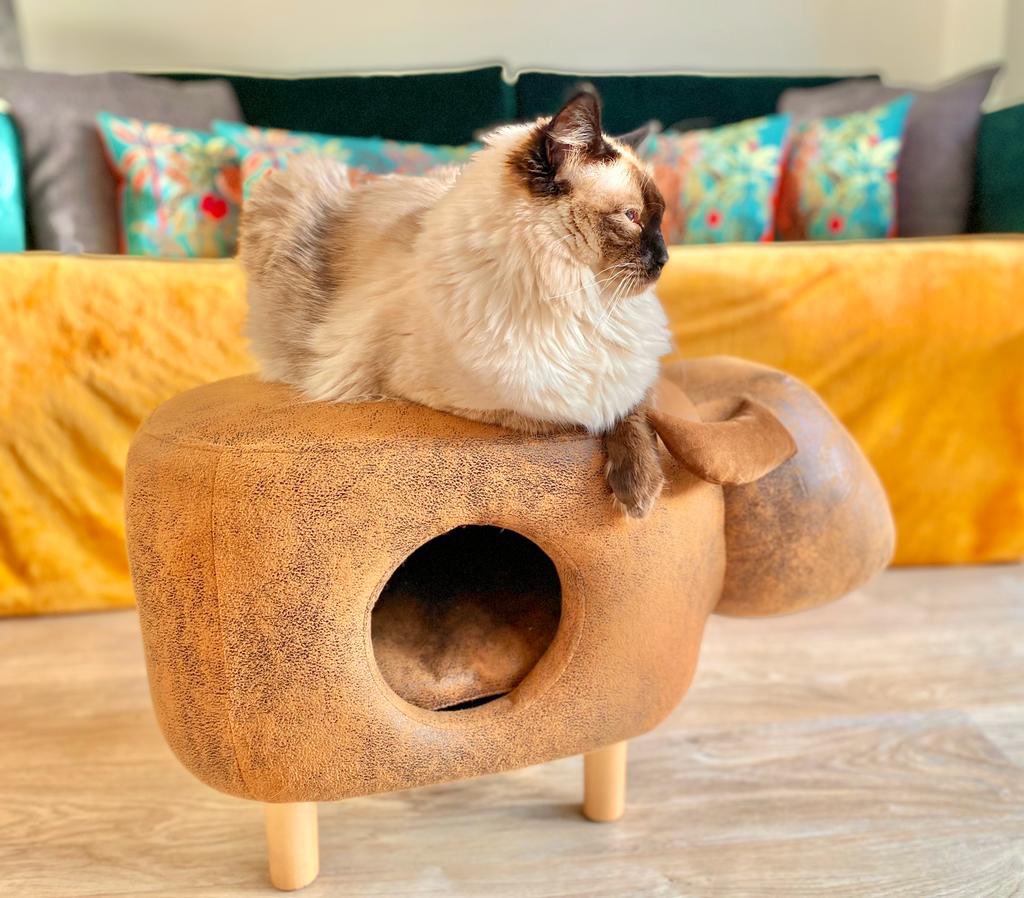 CatkinsMaverick's tweet photo. Can’t believes I started this 1 years ago. Mumms said I has grown so muchly &amp; changed lots. Me is a lion, here me roars! 🦁#maverick #ragdollcat #16monthsold #growingup #toofast #CatsOfTwitter https://t.co/299Y6HrHYR