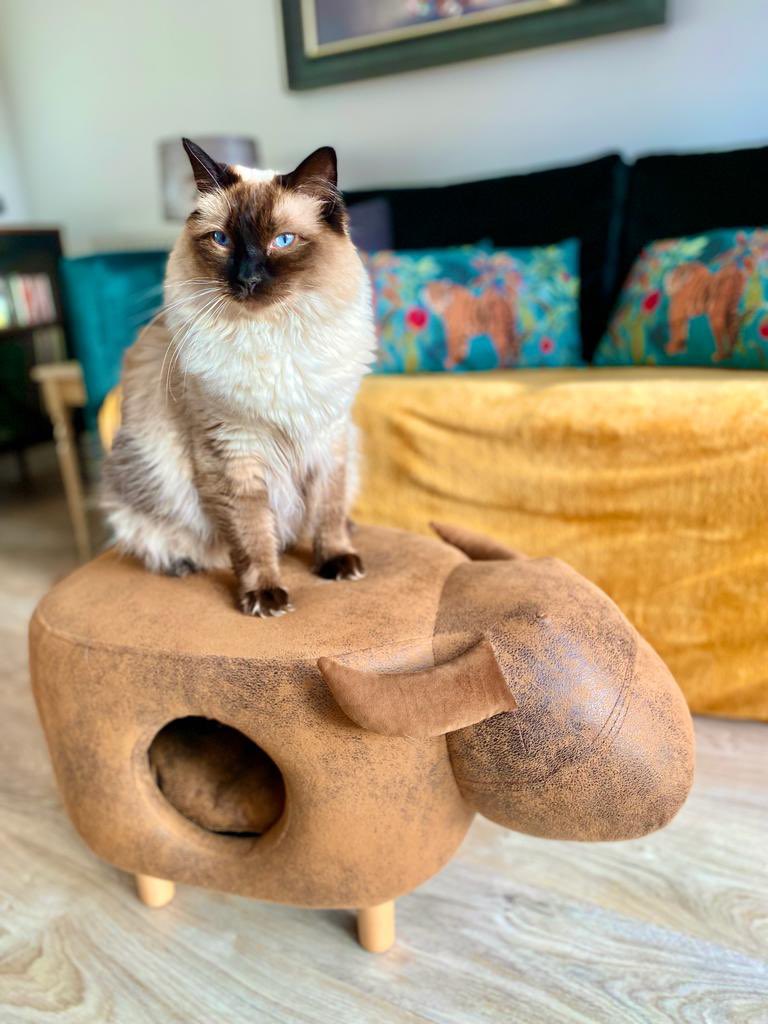 CatkinsMaverick's tweet photo. Can’t believes I started this 1 years ago. Mumms said I has grown so muchly &amp; changed lots. Me is a lion, here me roars! 🦁#maverick #ragdollcat #16monthsold #growingup #toofast #CatsOfTwitter https://t.co/299Y6HrHYR