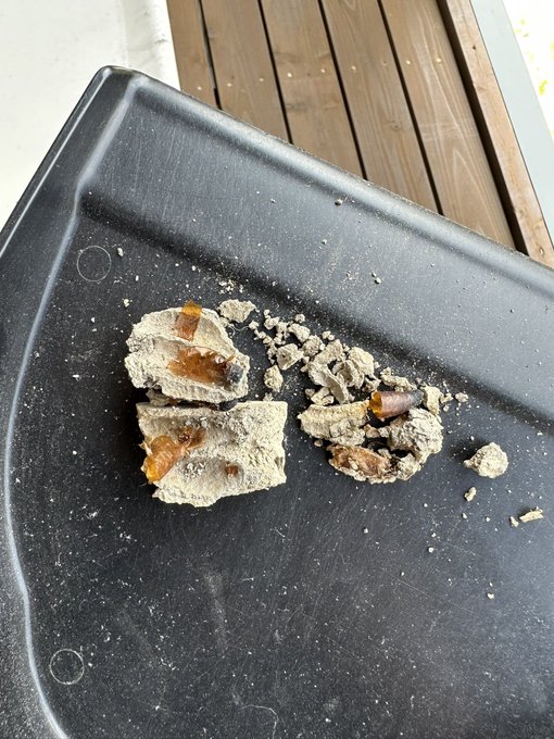 地面に落ちてたコレもドロバチの跡か…!
(ググったら似てた) 