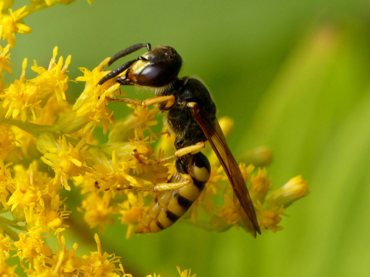 MEERgroen tweet media