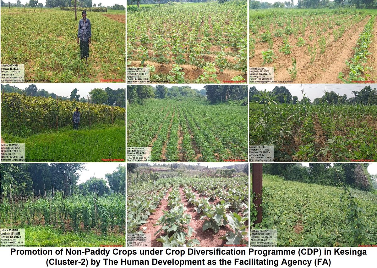 The elegant way to to shift from paddy to non-paddy cultivation has been possible through implementation of Crop Diversification Programme (CDP) by The Human Development (THD) in Kesinga block (Cluster-2) of Kalahandi distict. #cropdiversification#nonpaddycrops#familyincome