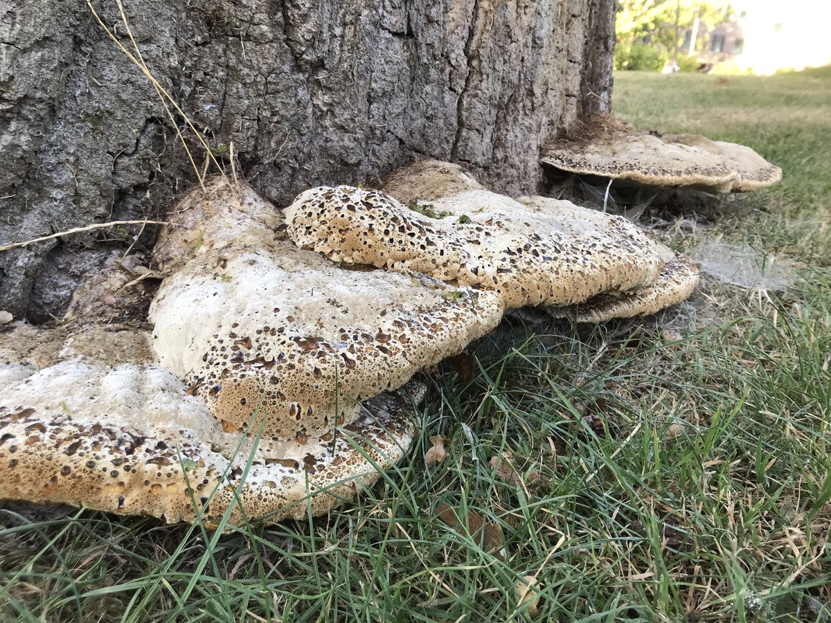 treeruss's tweet photo. What better way to prepare for day 1 of @ArbAssociation 2023 conference than a post breakfast encounter with magnificent #OakBracket fruiting. #TreeFungi #ArbConf2023 #Pseudoinontus https://t.co/GjFhZqBhjX