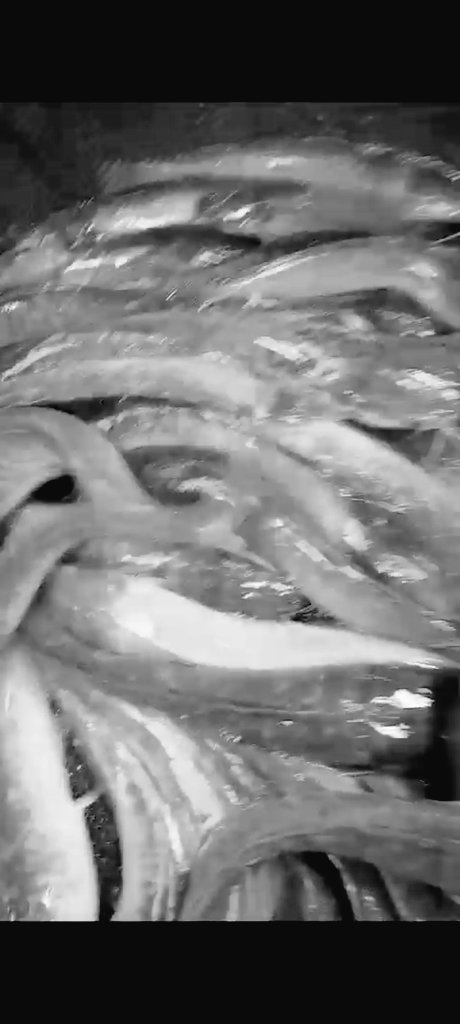 made_rastini's tweet photo. Senin, 11/9/2023 jero rastini luhkan Badung,pendampingan dan pendataan produksi di POKDAKAN Badar Sari Darmasaba, panen lele 550 kg, harga jual rp. 22.000/kg
#puslatlukp
#djpbkp
#GiatluhkanSatminkalGondol
#dinasperikananbadung https://t.co/0CjUlfANcV