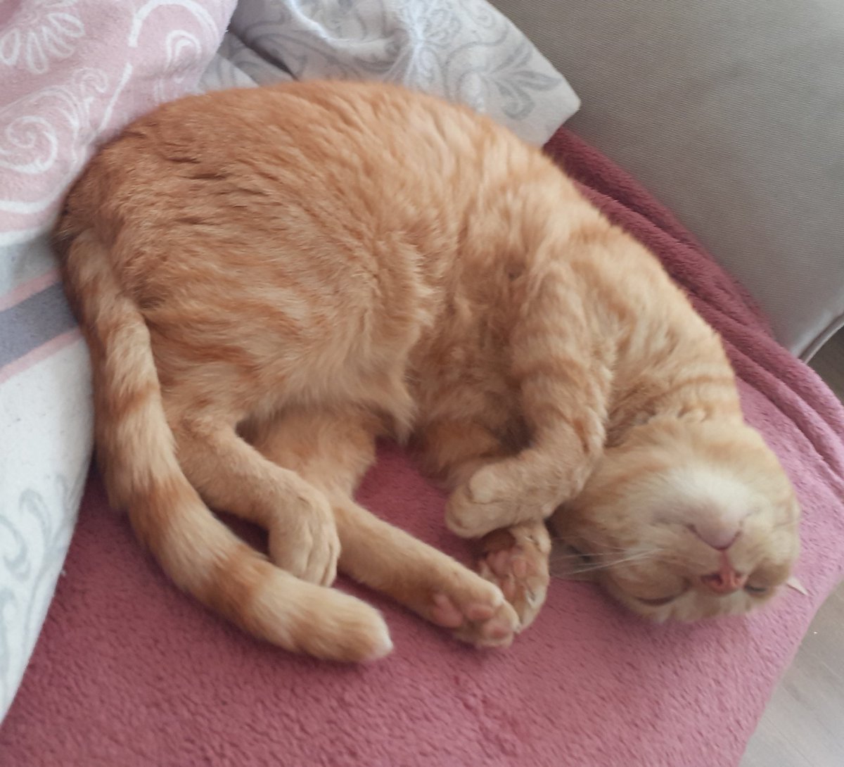 MelanieTepe's tweet photo. @MadamelaCheffe @Quasselette Was macht meine Katze bei Dir? https://t.co/5h6LJHs5r3