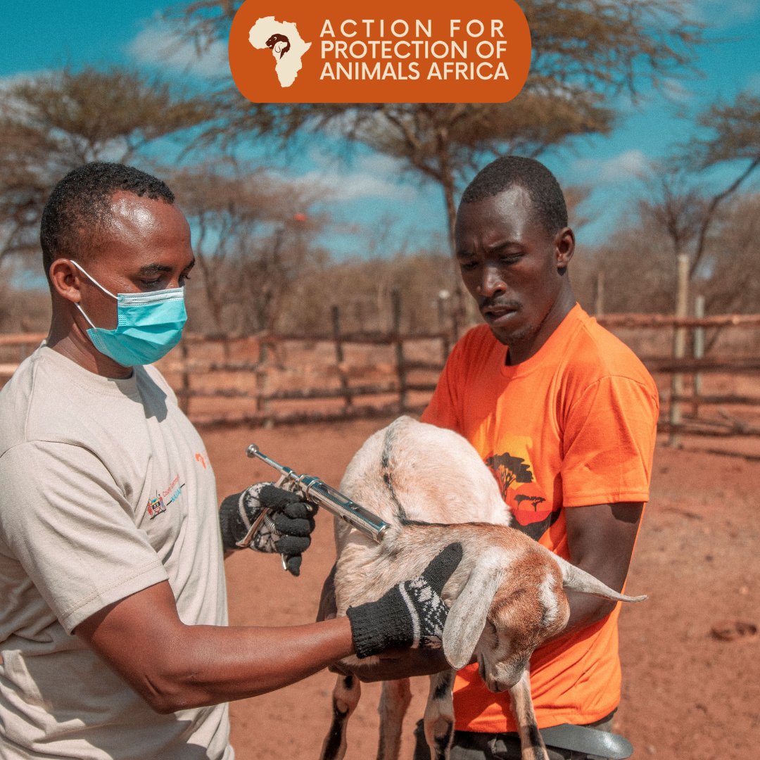 Sending warm wishes for a fresh week committed to animal protection.

Together, let's envision a world where every living being is treasured and can thrive, free from pain and disease.

#HappyNewWeek #AnimalProtection
