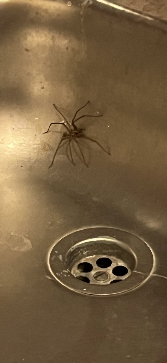 carolhill643's tweet photo. Sorry cant come to work today. I think I am about to get eaten alive by this dude #spider #bigspider https://t.co/0MtVKIPrmu