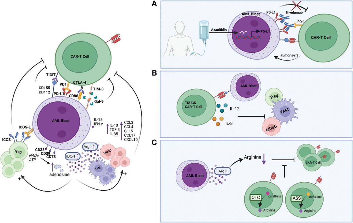 CAR-T in the Treatment of #AML: Barriers and How to Overcome Them

@Hemasphere_EHA @EHA_Hematology #AMLsm @TheEBMT_Trainee 

journals.lww.com/hemasphere/ful…