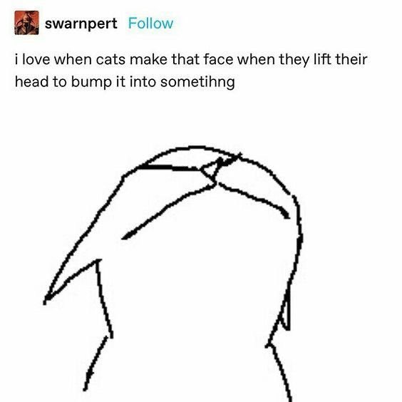 Cat Dealer tweet media