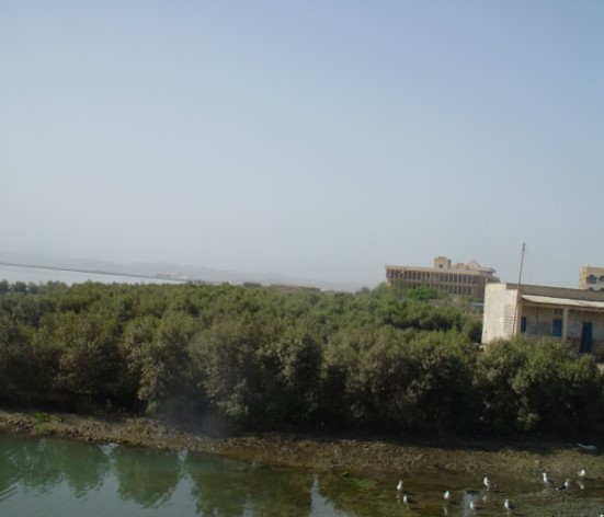 #MakingTheDifference. 
Mangrove Plantation in Massawa, Eritrea.

Before                                                                           After