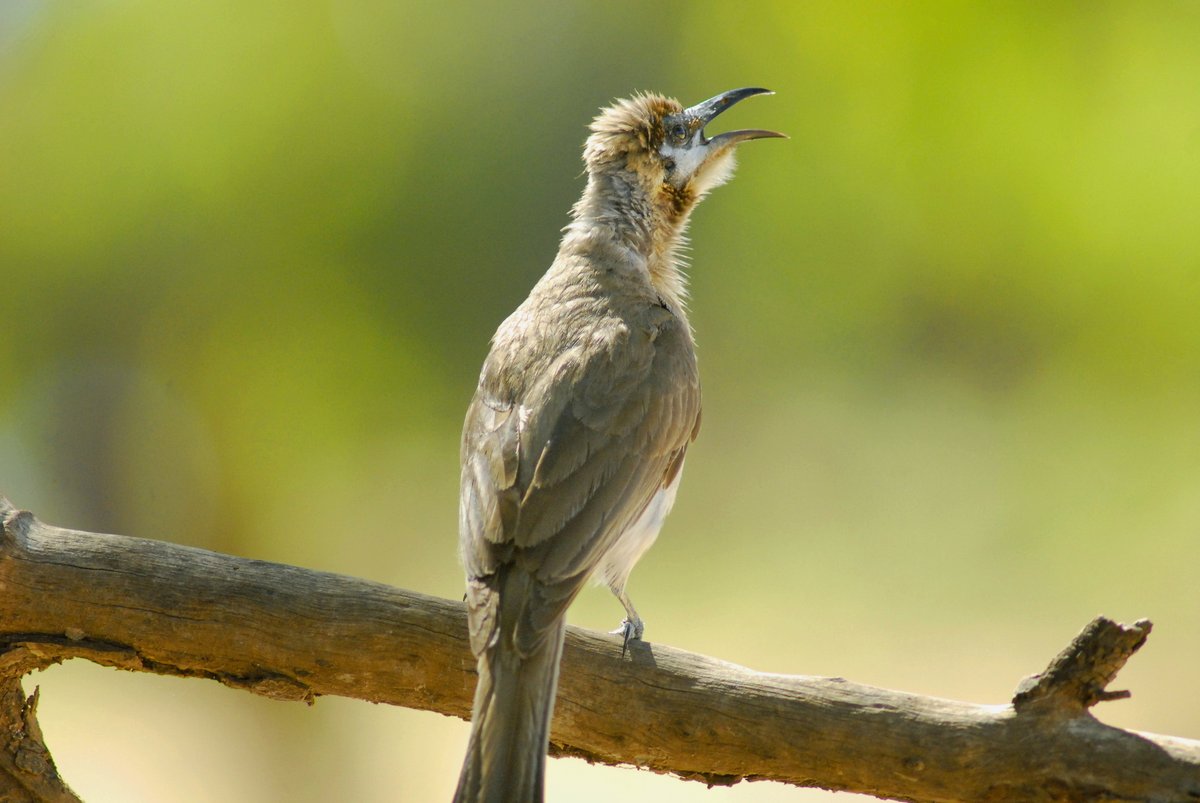 Australian Wildlife Conservancy tweet media