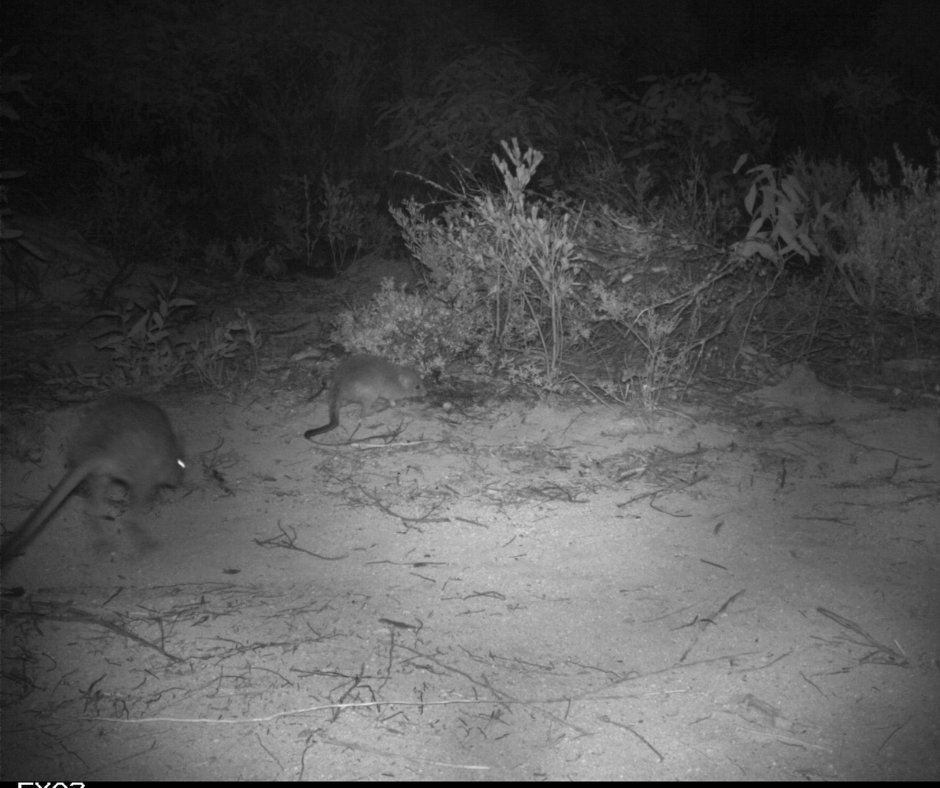 WWF_Australia's tweet photo. Baby yalgi, emu chicks and shedlock ducklings have been caught on our sensor cameras in the York Peninsula!
Find out about our work Marna Banggara here: https://t.co/AumiQdFsQR
#MarnaBanggara #Landcare #NationalLandcareProgram #RewildingAustralia https://t.co/EDDChpQxiL