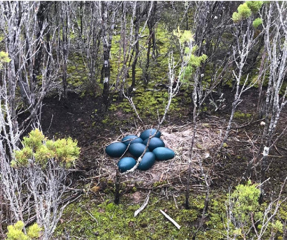WWF_Australia's tweet photo. Baby yalgi, emu chicks and shedlock ducklings have been caught on our sensor cameras in the York Peninsula!
Find out about our work Marna Banggara here: https://t.co/AumiQdFsQR
#MarnaBanggara #Landcare #NationalLandcareProgram #RewildingAustralia https://t.co/EDDChpQxiL