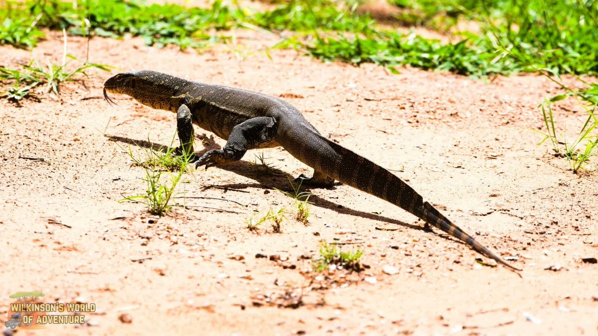 Tongue out Monday | Water Monitor Lizard, Nunda Camp, Namibia
#lizardspotting #wildlifephotographer #wildlife #africa #animalsonplanet #africanwildlifephotography