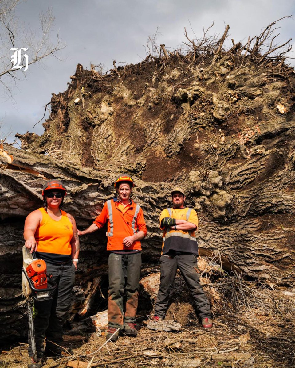 nzherald tweet media